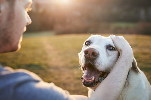 image for Adopt a Senior Pet Month
